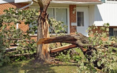 4 Signs it’s Time to Remove a Tree from Your Landscaping