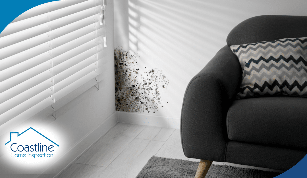 Common Mold Indicators Every Home Inspector Searches For