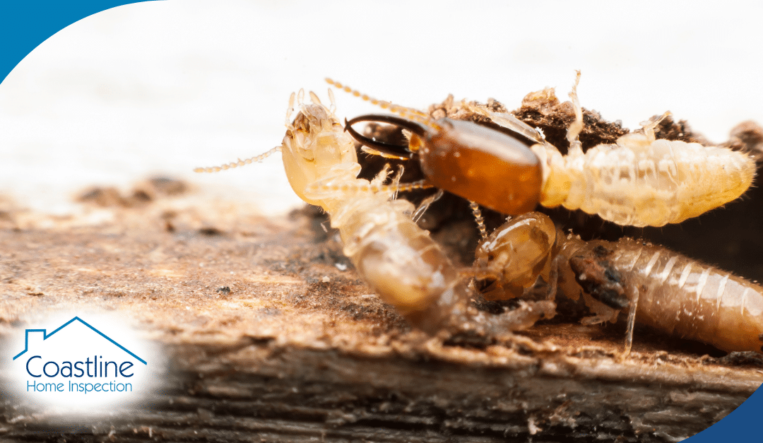 Termites on wood, highlighting potential damage, Coastline Home Inspection logo, pest control focus.