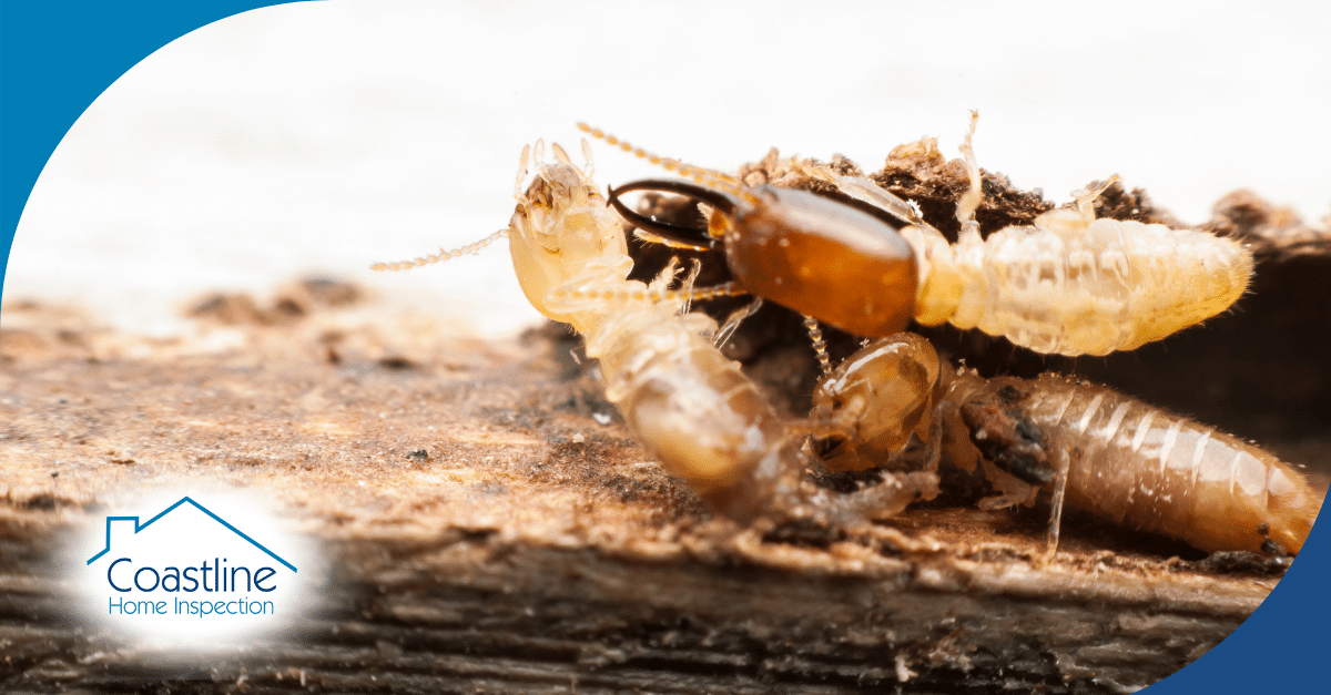 Close-up of termites on decaying wood with visible soldier termite mandibles.
